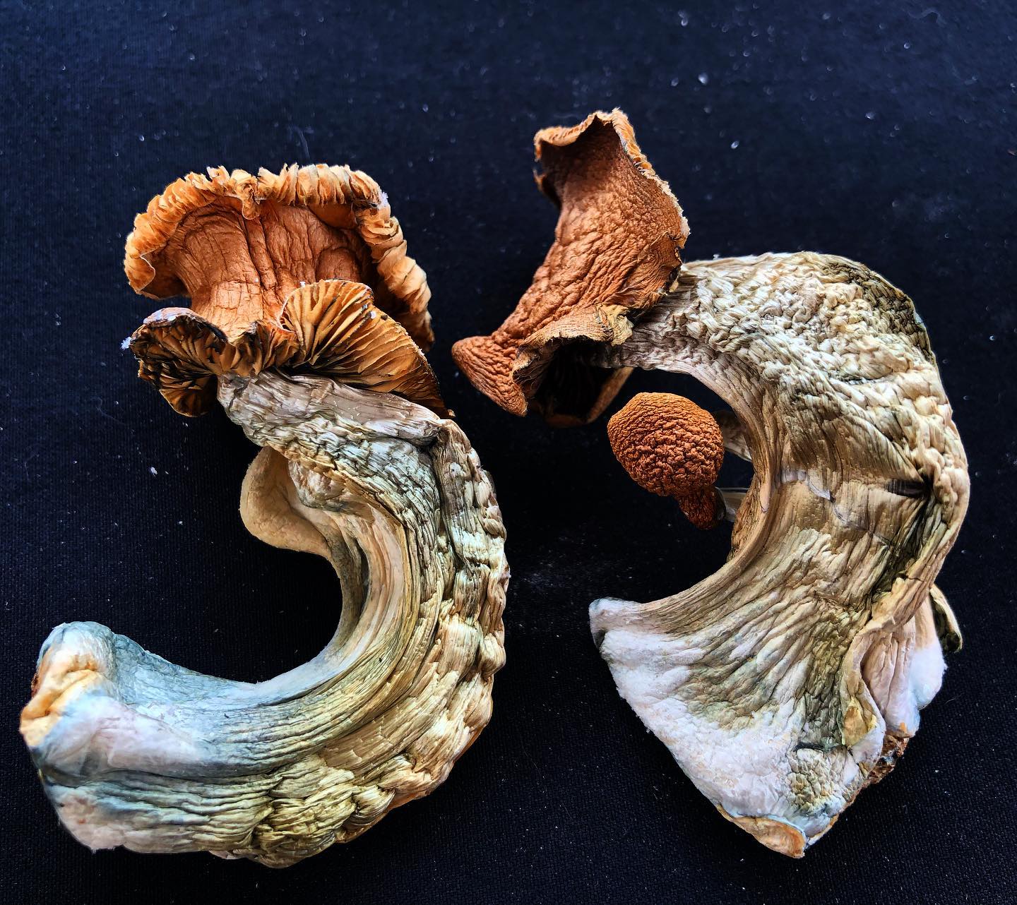 Raw Mushrooms